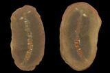 Unidentified Fossil Worm - Illinois #120724-1